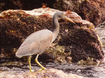 Pacific Reef Heron 真鶴岬 Tue, 4/2/2024