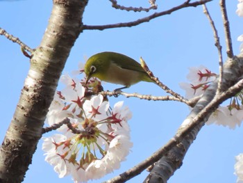 メジロ 自宅近辺 2024年4月12日(金)