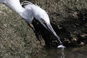 コサギ 東京港野鳥公園 2024年3月31日(日)