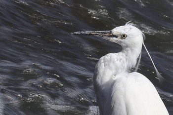 コサギ 東京港野鳥公園 2024年3月31日(日)