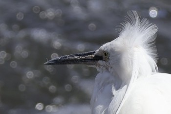 コサギ 東京港野鳥公園 2024年3月31日(日)