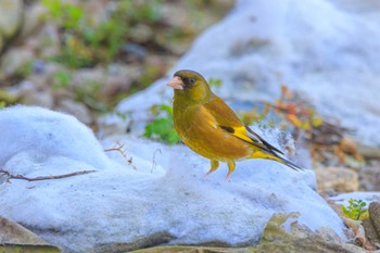 Grey-capped Greenfinch 播磨町役場 Sat, 3/16/2024