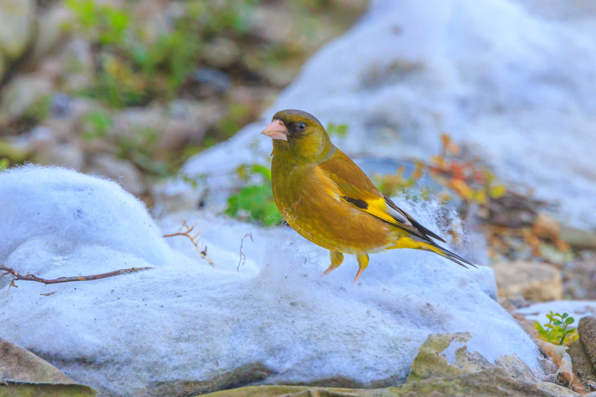 Photo of Grey-capped Greenfinch at 播磨町役場 by ときのたまお