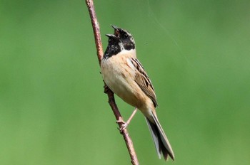 Ochre-rumped Bunting Inashiki Wed, 4/17/2024