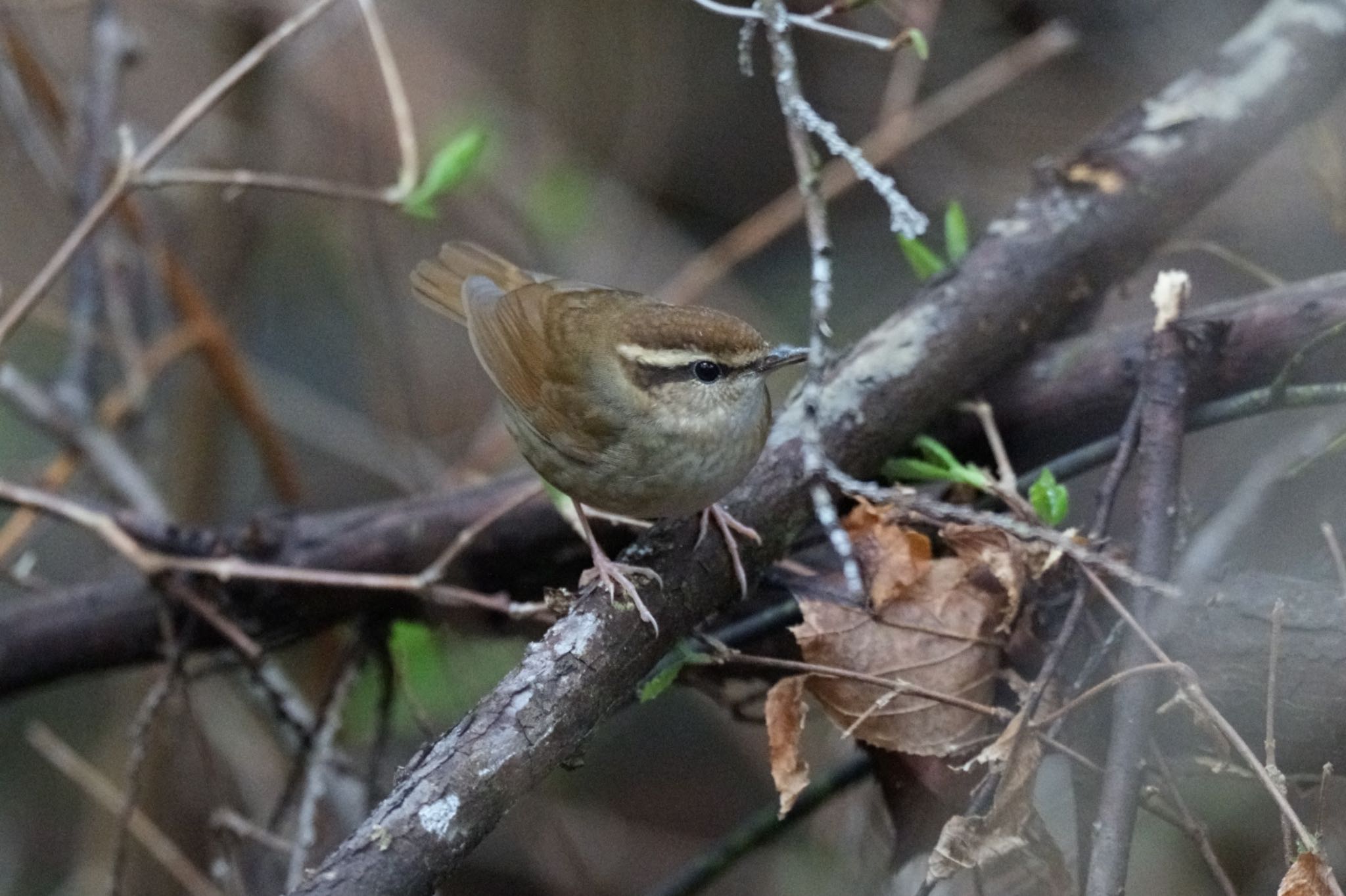 Photo of Asian Stubtail at Saitama Prefecture Forest Park by アカウント5227