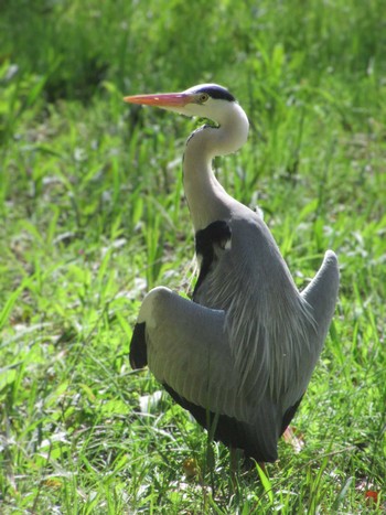 Grey Heron Showa Kinen Park Sat, 4/13/2024