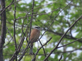 Meadow Bunting Showa Kinen Park Sat, 4/13/2024