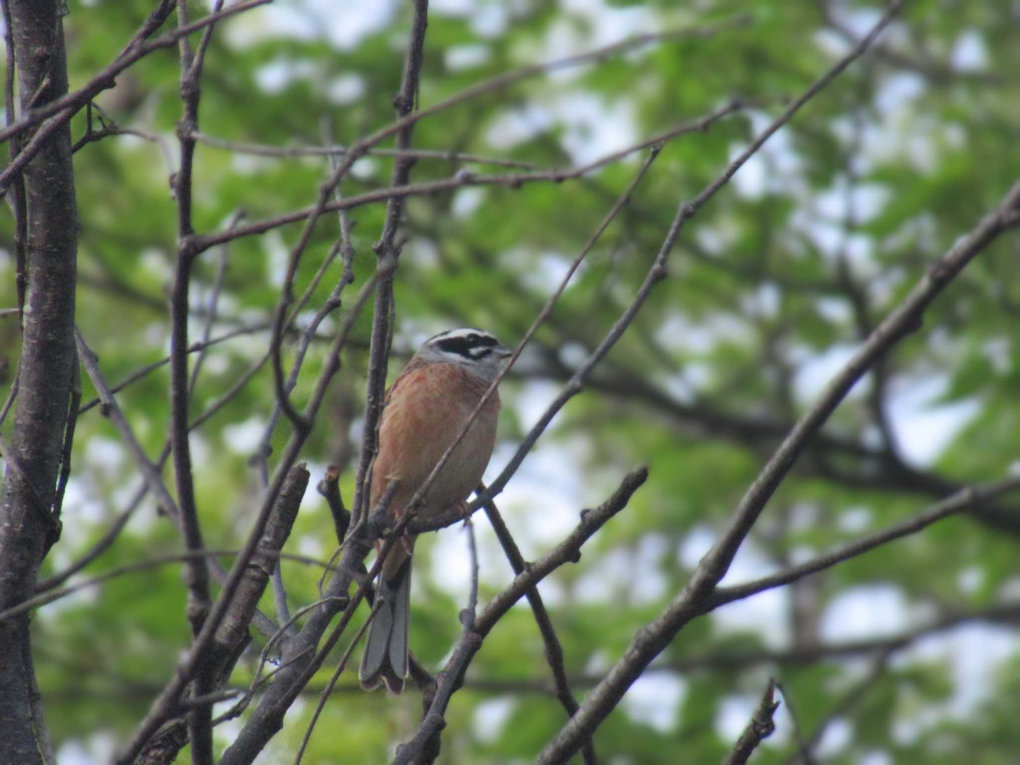 Meadow Bunting