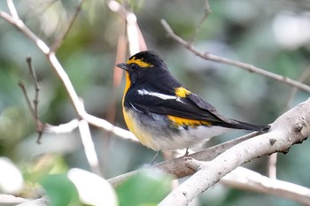 Narcissus Flycatcher 鶴舞公園(名古屋) Wed, 4/17/2024