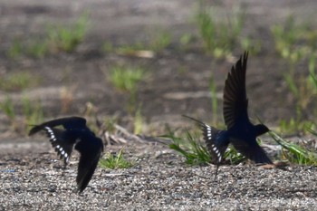 Barn Swallow 愛媛県新居浜市 Wed, 4/17/2024