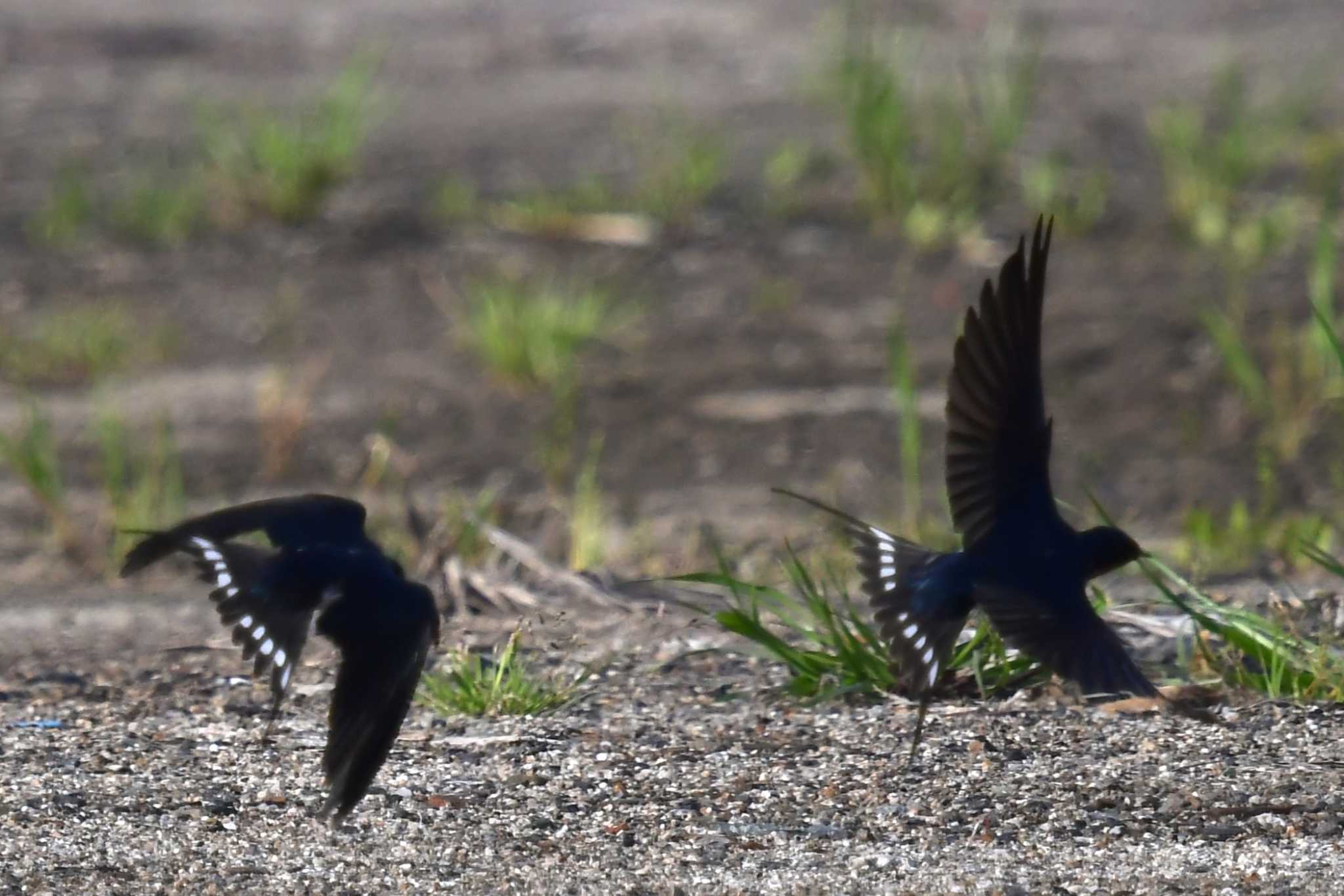 Photo of Barn Swallow at 愛媛県新居浜市 by でみこ