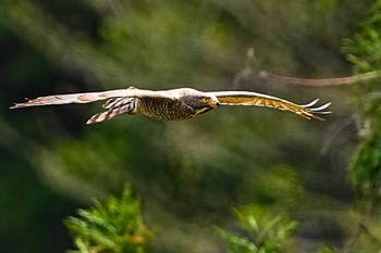 Grey-faced Buzzard 千葉県 Sat, 4/13/2024