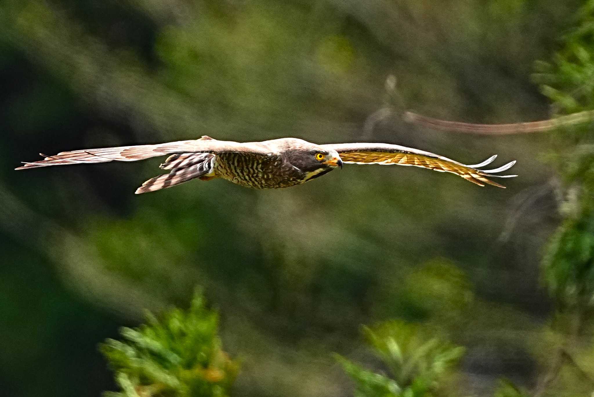 Photo of Grey-faced Buzzard at 千葉県 by 川４