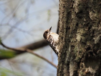 Japanese Pygmy Woodpecker みずほの自然の森公園 Mon, 4/15/2024