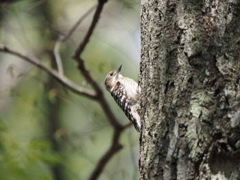 Japanese Pygmy Woodpecker みずほの自然の森公園 Mon, 4/15/2024