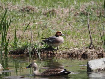 Eurasian Wigeon みずほの自然の森公園 Mon, 4/15/2024