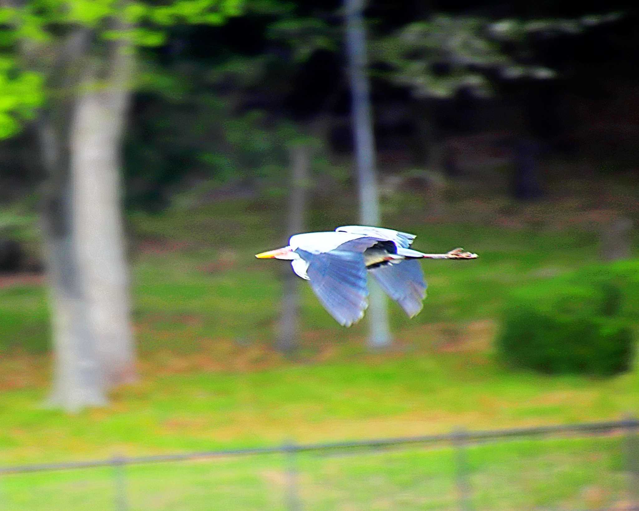 Photo of Grey Heron at Oizumi Ryokuchi Park by Ken Mimura