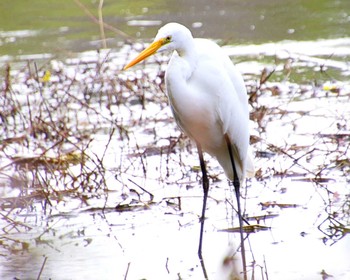 Great Egret Oizumi Ryokuchi Park Thu, 4/11/2024