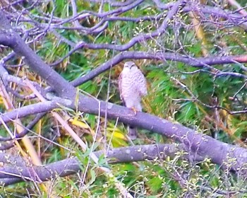 Eurasian Sparrowhawk Oizumi Ryokuchi Park Thu, 4/11/2024