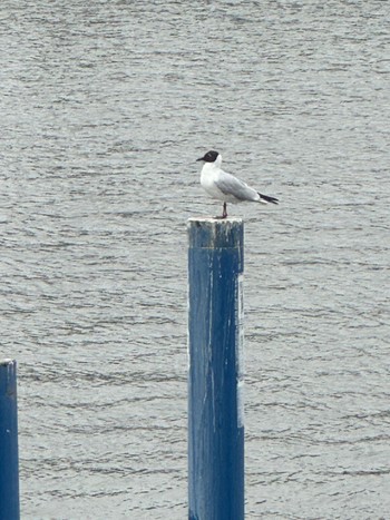 2024年4月18日(木) 新中川河川敷の野鳥観察記録