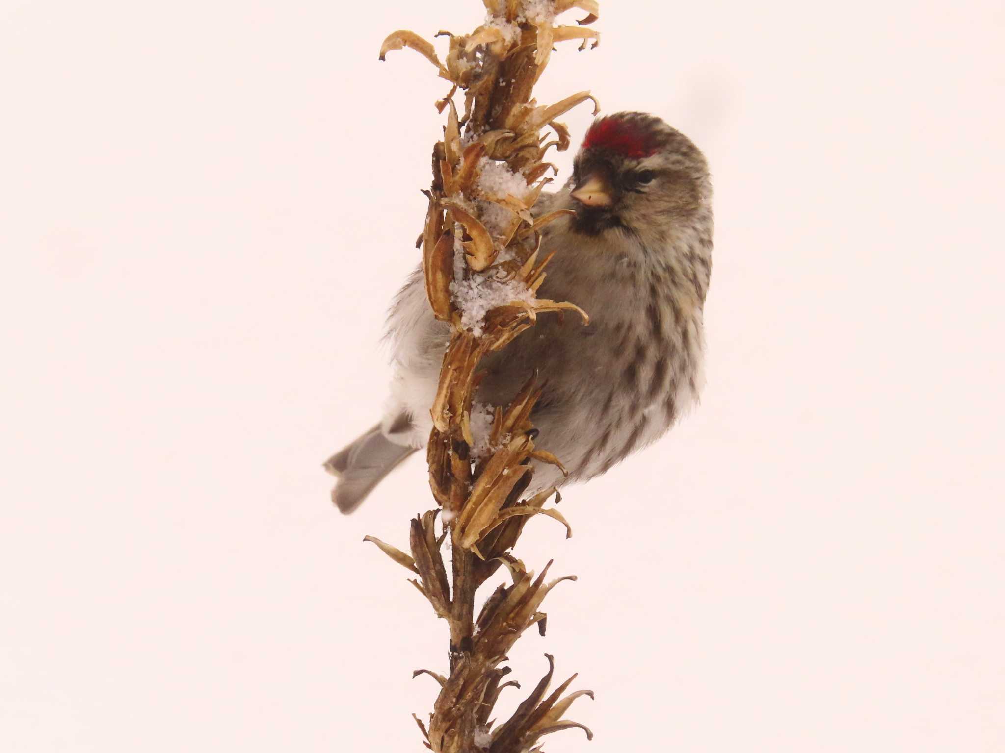 Photo of Common Redpoll at Makomanai Park by ゆ