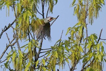 Japanese Green Woodpecker 愛知県 Sun, 4/14/2024