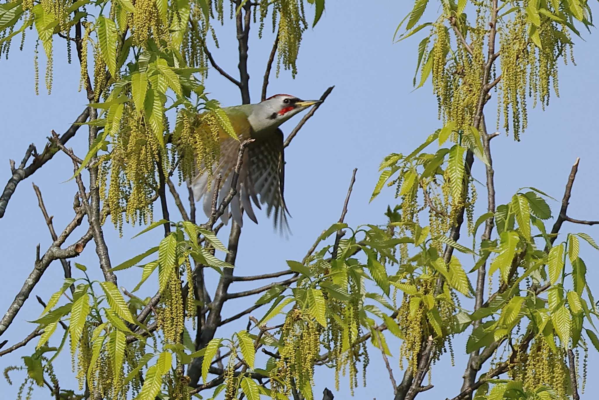 Photo of Japanese Green Woodpecker at 愛知県 by ma-★kun