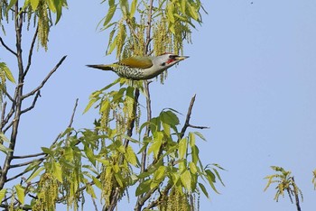 Japanese Green Woodpecker 愛知県 Sun, 4/14/2024