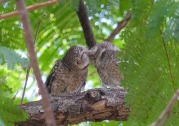 Spotted Owlet Wachirabenchathat Park(Suan Rot Fai) Wed, 4/17/2024