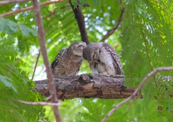 Spotted Owlet Wachirabenchathat Park(Suan Rot Fai) Wed, 4/17/2024