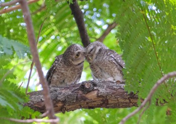 Spotted Owlet Wachirabenchathat Park(Suan Rot Fai) Wed, 4/17/2024