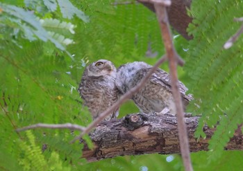 Spotted Owlet Wachirabenchathat Park(Suan Rot Fai) Wed, 4/17/2024