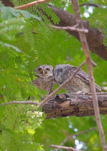 Spotted Owlet Wachirabenchathat Park(Suan Rot Fai) Wed, 4/17/2024