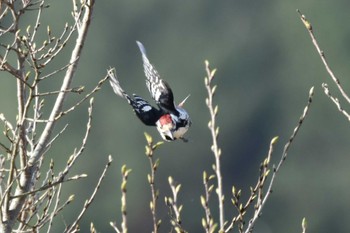 White-backed Woodpecker 岩手県 Tue, 4/16/2024