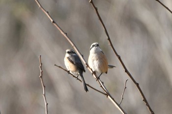 Bull-headed Shrike 岩手県 Tue, 4/16/2024