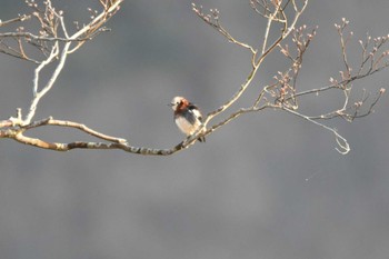 Chestnut-cheeked Starling Unknown Spots Tue, 4/16/2024