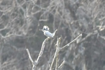 Crested Kingfisher 岩手県 Tue, 4/16/2024