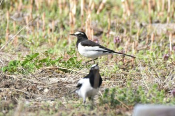 Japanese Wagtail 岩手県 Tue, 4/16/2024