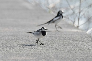 White Wagtail 岩手県 Tue, 4/16/2024