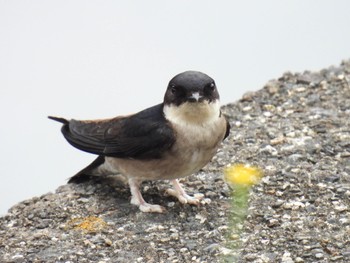 Asian House Martin 岐阜市 Thu, 4/18/2024