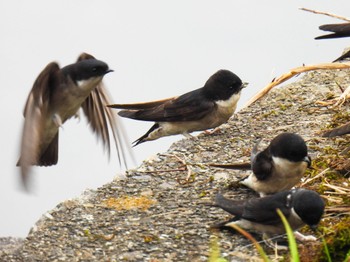 Asian House Martin 岐阜市 Thu, 4/18/2024