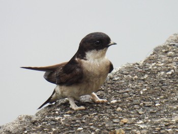 Asian House Martin 岐阜市 Thu, 4/18/2024