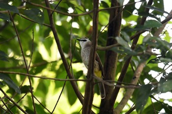 Yellow-vented Bulbul Singapore Botanic Gardens Sun, 11/11/2018