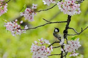 シジュウカラ 大阪城公園 2024年4月13日(土)