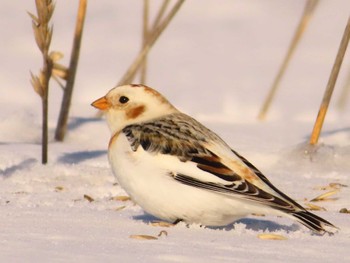 Snow Bunting 鵡川河口 Sun, 1/28/2024