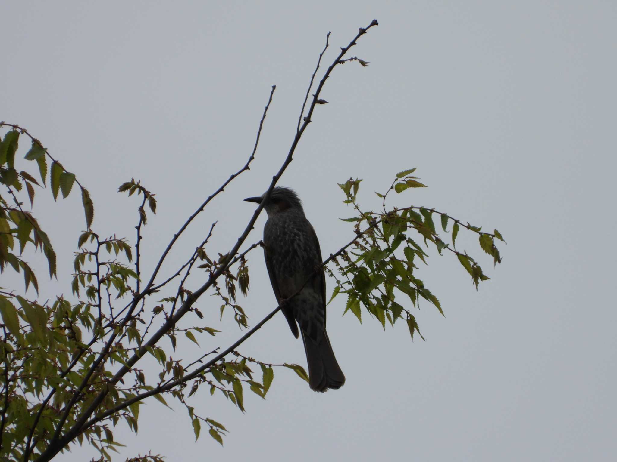 Brown-eared Bulbul