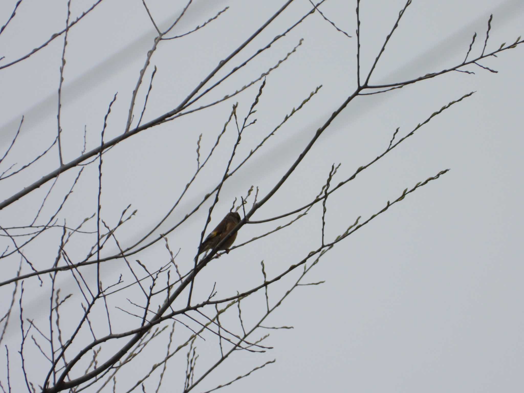 Grey-capped Greenfinch