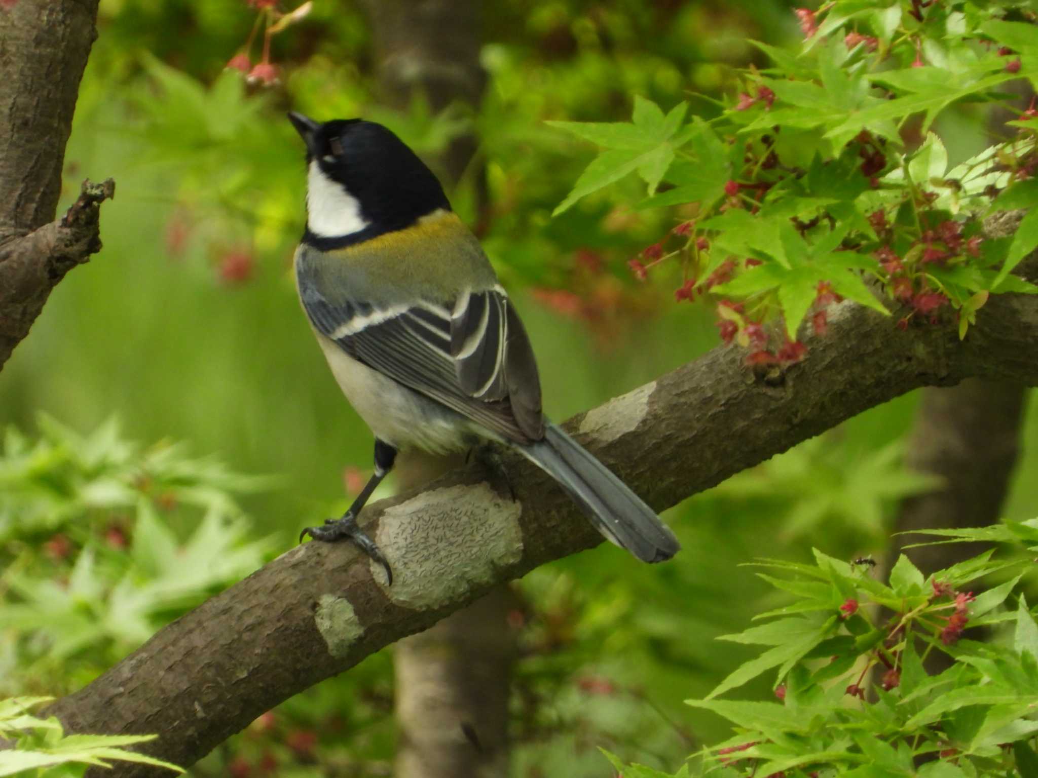 Photo of Japanese Tit at 上谷戸親水公園(稲城市) by ヨシテル