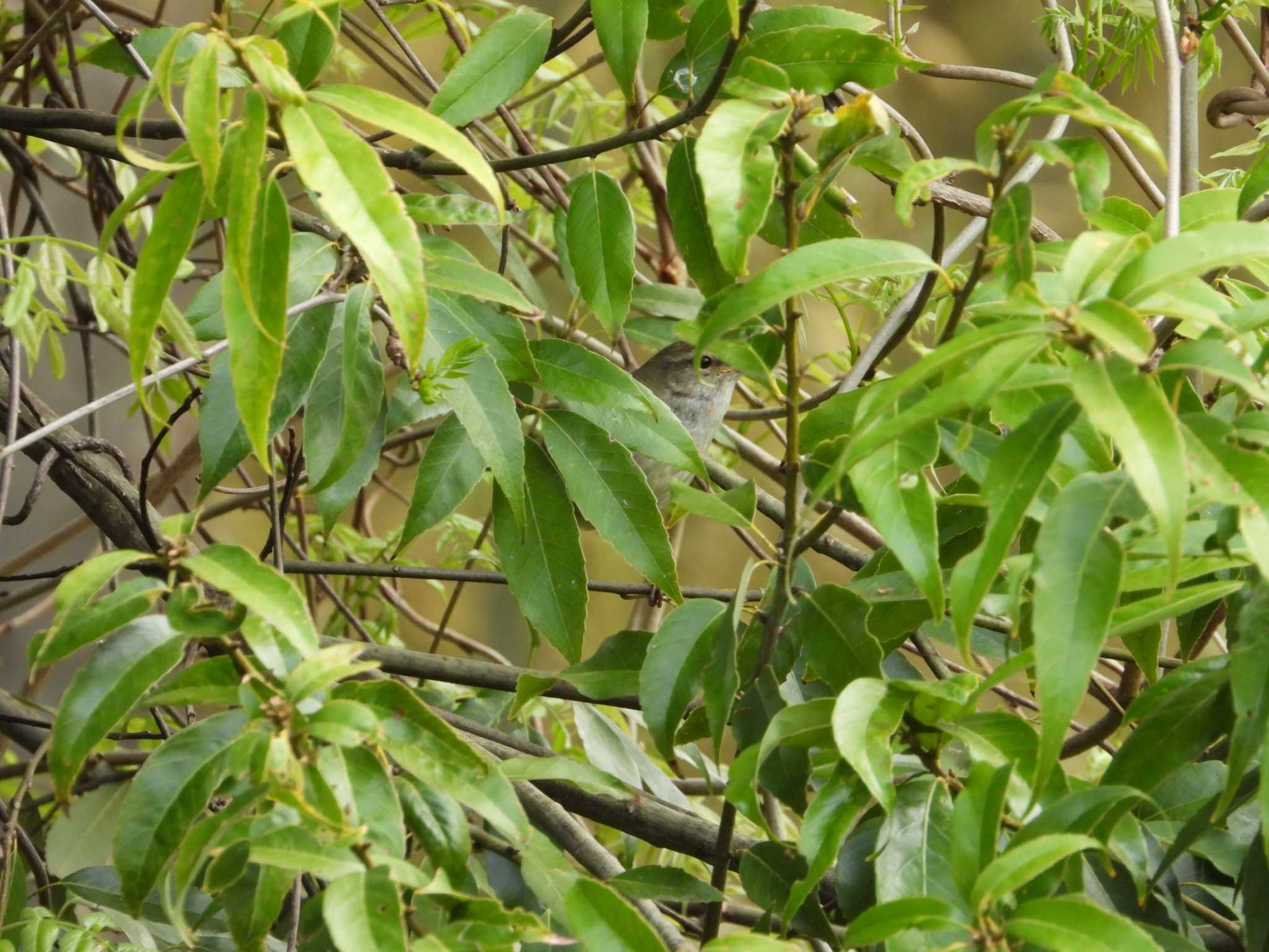 Japanese Bush Warbler