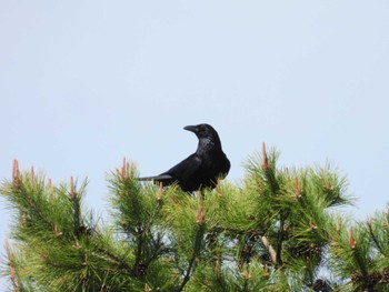 Carrion Crow 東京都立桜ヶ丘公園(聖蹟桜ヶ丘) Tue, 4/16/2024